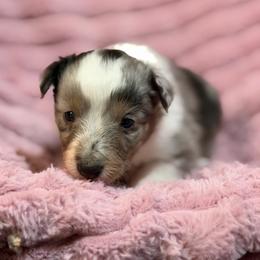 Reba - Blue merle and white female Shetland Sheepdog puppy in Aberdeen, Idaho from Willow Creek Cresteds