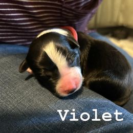 Violet - Tri-color female Border Collie puppy in Franklin, Maine from Broad Meadow Borders