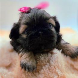 Francesca (Red) - Sable female Shih Tzu puppy in Richmond, Texas from Aleka Shih Tzu