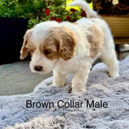 Brown Collar - Apricot male Australian Labradoodle puppy in Coeur D'alene, Idaho from Lake City Labradoodles