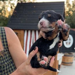 Woody - Tri-color male Bernedoodle puppy in Yuba City, California from Ranch House Doodles