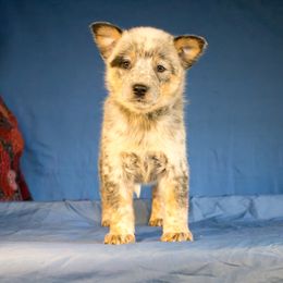 Girl 2 - Australian Cattle Dog puppy in Junction City, Ohio from AE's aka Aunt Ellen's