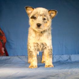 Girl 2 - Australian Cattle Dog puppy in Junction City, Ohio from AE's aka Aunt Ellen's
