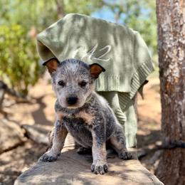 Neo - Blue mottled male Australian Cattle Dog puppy in Sahuarita, Arizona from A2 Australian Cattle Dogs
