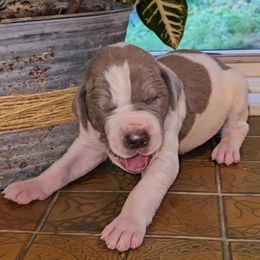 Solomon - Silver male Great Dane puppy in Towaco, New Jersey from MommaDukes Danes