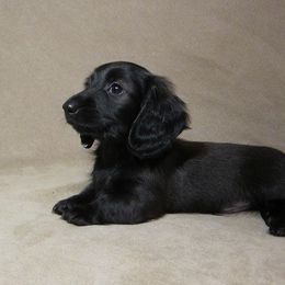 Dachshund Puppies from Doxie Waggin Tails