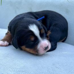 Mr. Benny - Tri-color male Bernedoodle puppy in Hegins, Pennsylvania from Bubbling Springs Doodles, LLC