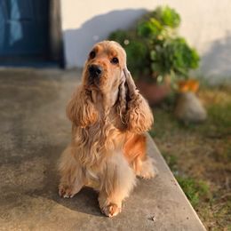 Haku - English Cocker Spaniel