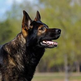 Cherry - German Shepherd