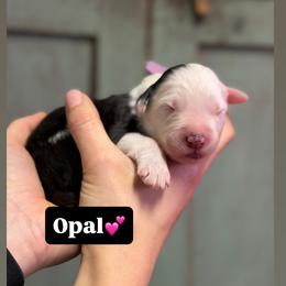 Opal - Gray and white female Old English Sheepdog puppy in Bristol, Indiana from Ridgeruns OES