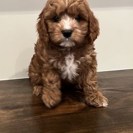Cavapoo Puppies from Poseydoodle