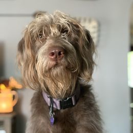 Noli - Labradoodle