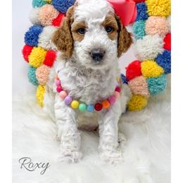 Roxy - Parti female Goldendoodle puppy in State Road, North Carolina from Must Love Doodles