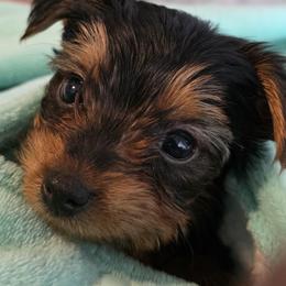 Yorkshire Terrier Puppies from Teacup Yorkies for Adoption Near Lebanon Ohio LLC