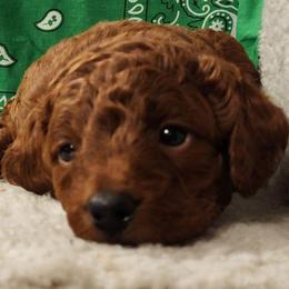 Green Collar Boy - Red  male Goldendoodle puppy in Los Molinos Ca, California from Sunshine Sanctuary Doodles