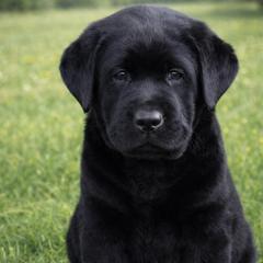 Boy 1 - Black male Labrador Retriever puppy in Chiefland, Florida from McCracker Pond Labradors