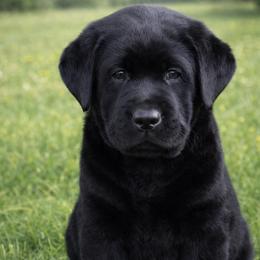 Boy 1 - Black male Labrador Retriever puppy in Chiefland, Florida from McCracker Pond Labradors