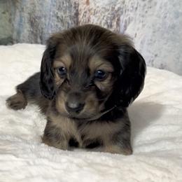 Dejá's Shaded Cream Male (Darker) - Cream male Dachshund puppy in Kalama, Washington from Dazzling Doxies