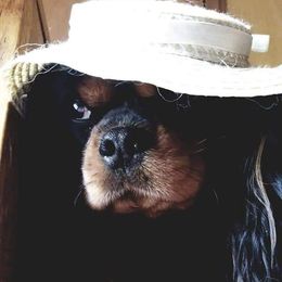 Deja Vu - Cavalier King Charles Spaniel