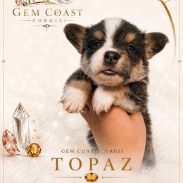 Topaz - Black and tan female American Corgi puppy in Mariposa, California from Gem Coast Corgis