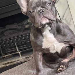 Khloe - French Bulldog