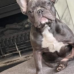 Khloe - French Bulldog