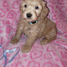 Boy-Meeko - Apricot Goldendoodle puppy in Pleasantview, Utah from Virgin River Kennel