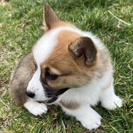 Pembroke Welsh Corgis from Remus and Tonks