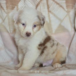 Berry Blue - Red merle male Australian Shepherd puppy in Delta, Colorado from PTK Ranch
