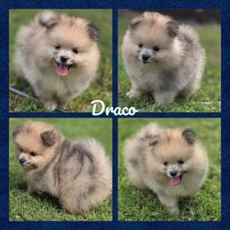 Draco - Orange sable male Pomeranian puppy in Anna, Texas from Fantasy Pomeranians & Fantasy Aussies