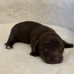 Mocha - Chocolate female Dachshund puppy in Duncanville, Alabama from Bear Creek Dachshunds