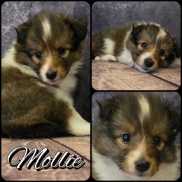 Mollie - Sable and white female Shetland Sheepdog puppy in Lebanon, Tennessee from Henotic Homestead's Shetland Sheepdogs