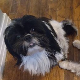 Nova - Shih Tzu