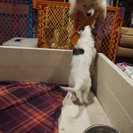 Borzoi and Samoyed Puppies from Kalabria