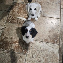 Dachshund Puppies from Pampered in Paradise miniature dachshunds