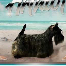 Artur - Scottish Terrier