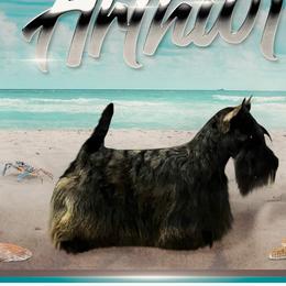 Artur - Scottish Terrier