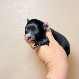 Burlin - Black male Pomeranian puppy in Phoenix, Arizona from Luxpomz