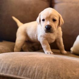 Ruby - Yellow female Labrador Retriever puppy in Sweet Home, Oregon from Knotty Creek Labradors