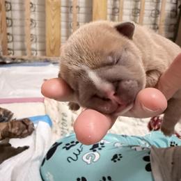 Yogi - Fawn male Bulldog puppy in Conroe, Texas from Momma Bear’s bulldogs