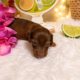 Purple collar - Chocolate female Dachshund puppy in Pleasant Plains, Arkansas from JGBs Silver Spur Dachshunds