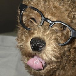 Poodles from Eden's Acre