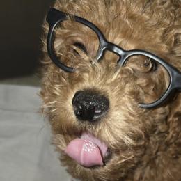 Poodles from Eden's Acre