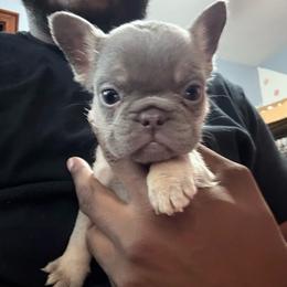 Tiny - Tricolors male French Bulldog puppy in Fulton, Missouri from FamLee Frenchies