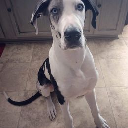 Great Dane Puppies from Dynamic Danes
