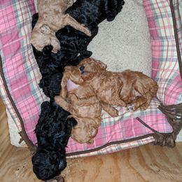 Great Dane and Poodle Puppies from Elizabeth Poodle and Dane Pups