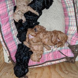 Great Dane and Poodle Puppies from Elizabeth Poodle and Dane Pups