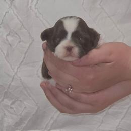 Girl 1 - Gold and white female Shihpoo puppy in Eldon, Missouri from B&B Designer Shihpoo’s