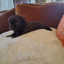 Rocky - Liver male Shih Tzu puppy in Grand Prairie, Texas from R&R Shih-Tzus & Stud Services