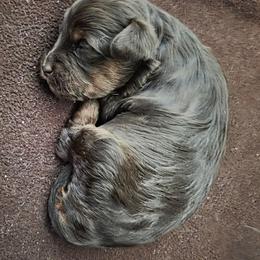 Miss Chocolate - Chocolate female Goldendoodle puppy in Gunnison, Utah from Curls and Camo Pups